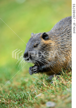 The muskrat (Ondatra zibethicus) 28480793