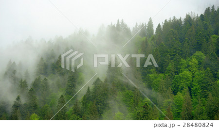 Landscape with fog in mountains 28480824
