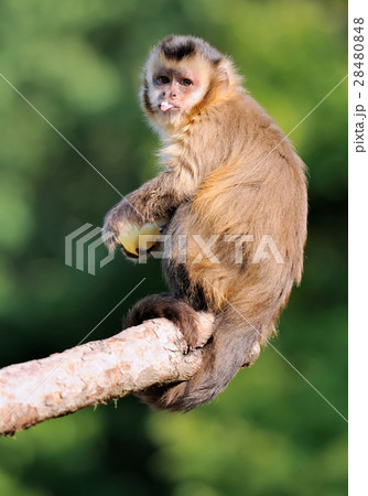 Capuchin monkey Capuchin monkey 28480848