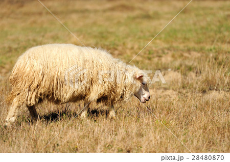 Sheep on a field 28480870