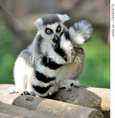 Young ring-tailed lemur Young ring-tailed lemur 28480879