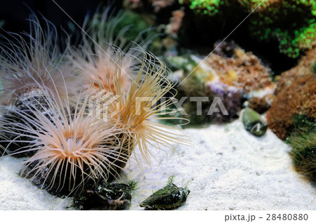 Underwater scene 28480880