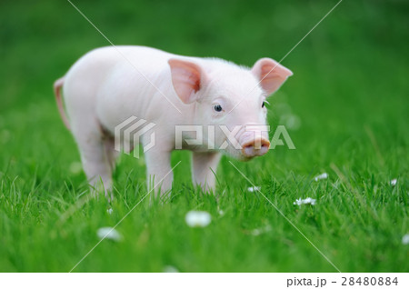 Young pig on grass 28480884