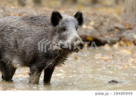 Wild boar Wild boar 28480949