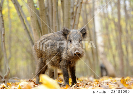 Wild boar 28481099