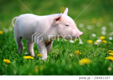 Young pig in grass 28481107