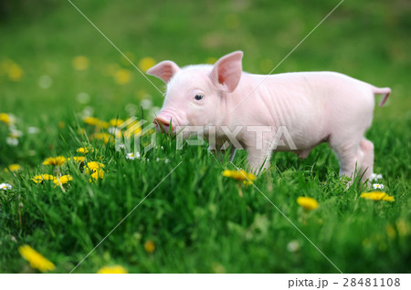 Young pig in grass 28481108