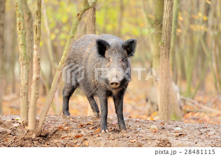 Male wild boar in autumn, in the forest 28481115