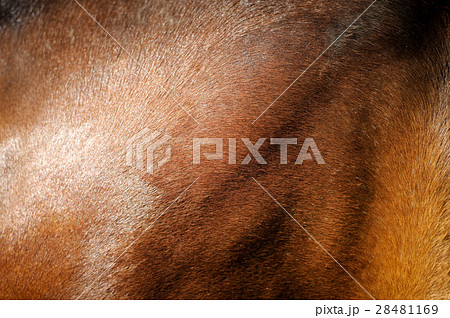 Close-up skin brown horse 28481169