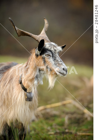 Goat in meadow 28481246