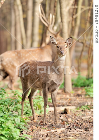 Deer Deer 28481250