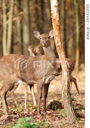 Deer 28481260