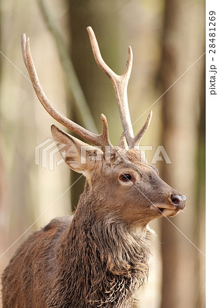 Deer Deer 28481269