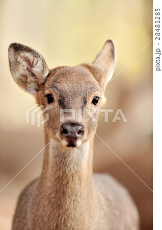 Deer in autumn forest 28481285