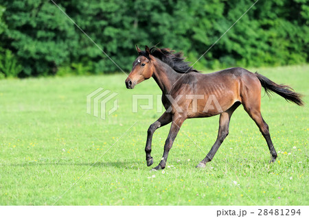Horse 28481294