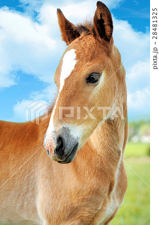 Colt 28481325