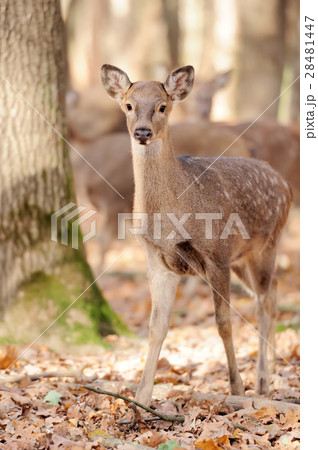 Deer in autumn forest Deer in autumn forest 28481447