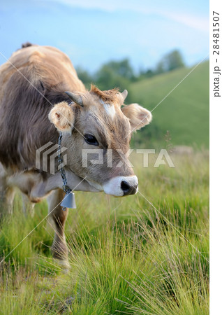 Cow in nature 28481507