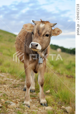 Cow on mountain pasture 28481518