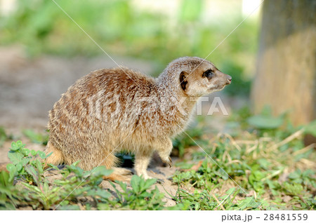 Meerkat 28481559