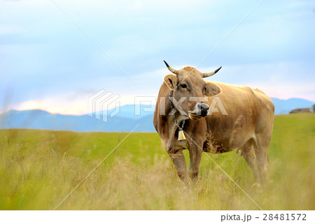 Cow on mountain pasture 28481572