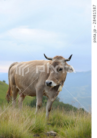 Cow in nature 28481587