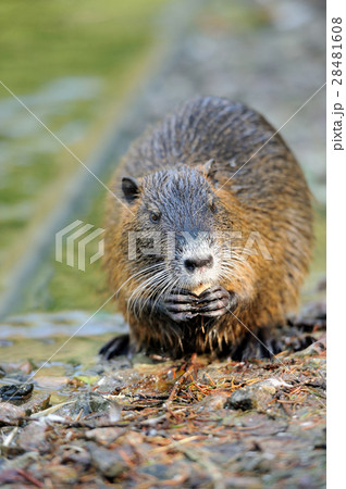 The muskrat (Ondatra zibethicus) 28481608