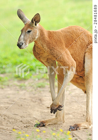 Kangaroo 28481689
