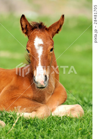 Horse on a meadow 28481705