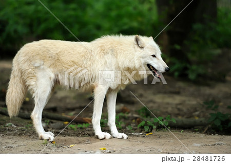 Wild wolf in the woods Wild wolf in the woods 28481726