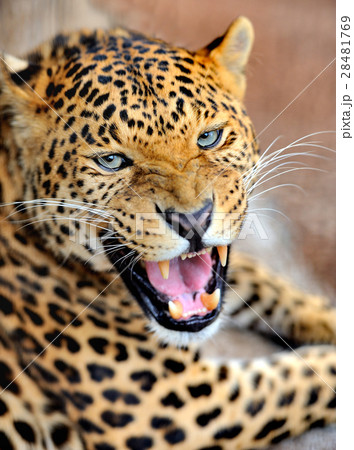 Leopard Leopard 28481769