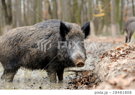 Wild boar 28481808