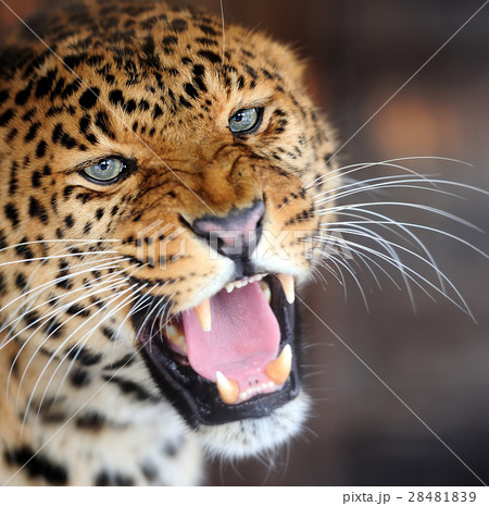 Leopard 28481839