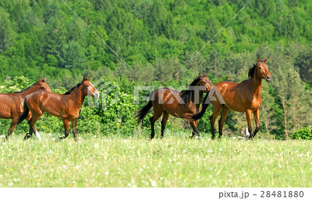 Horse 28481880