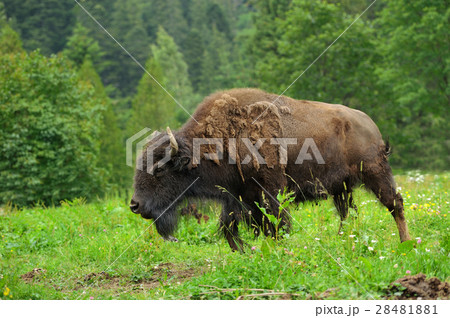 Bison 28481881