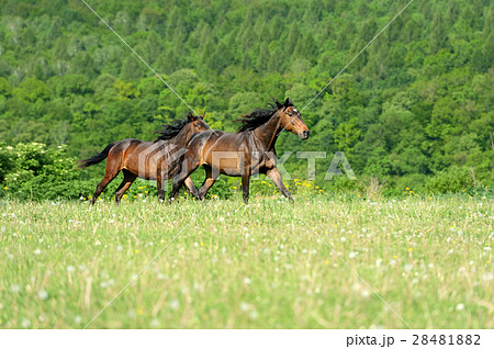 Horse 28481882