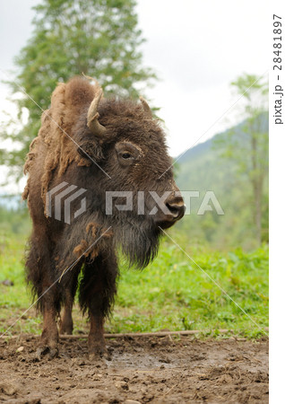 Bison 28481897