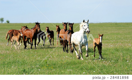 Horse 28481898
