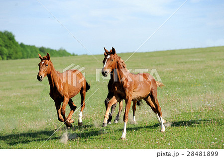 Horse 28481899