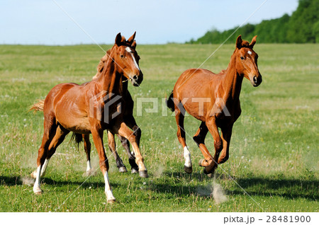 Horse 28481900
