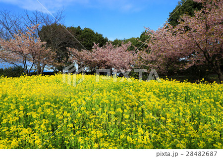 桜と菜の花 桜と菜の花 28482687
