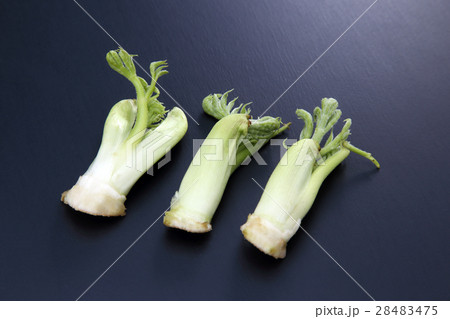 たらの芽 28483475