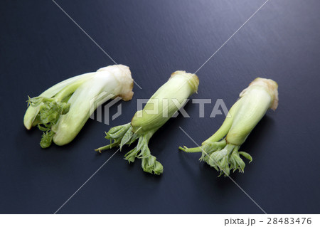 たらの芽 たらの芽 28483476