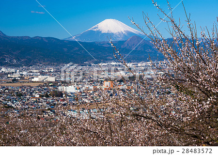 梅林と富士山 28483572