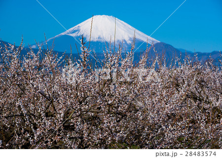 梅林と富士山 28483574