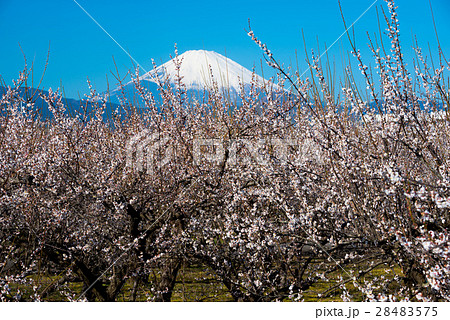 梅林と富士山 梅林と富士山 28483575
