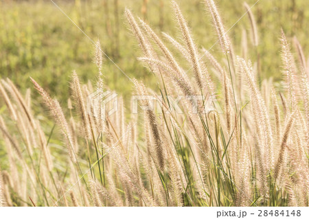 mission grass at rural road thailand 28484148