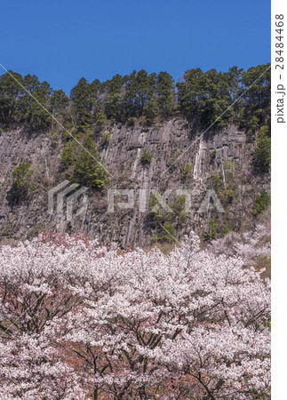 春の屏風岩公苑　奈良観光スポット　山桜と屏風岩　桜の名勝地 28484468