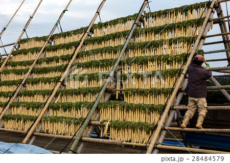 寒干し大根 寒干し大根 28484579