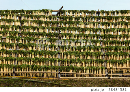 寒干し大根 28484581